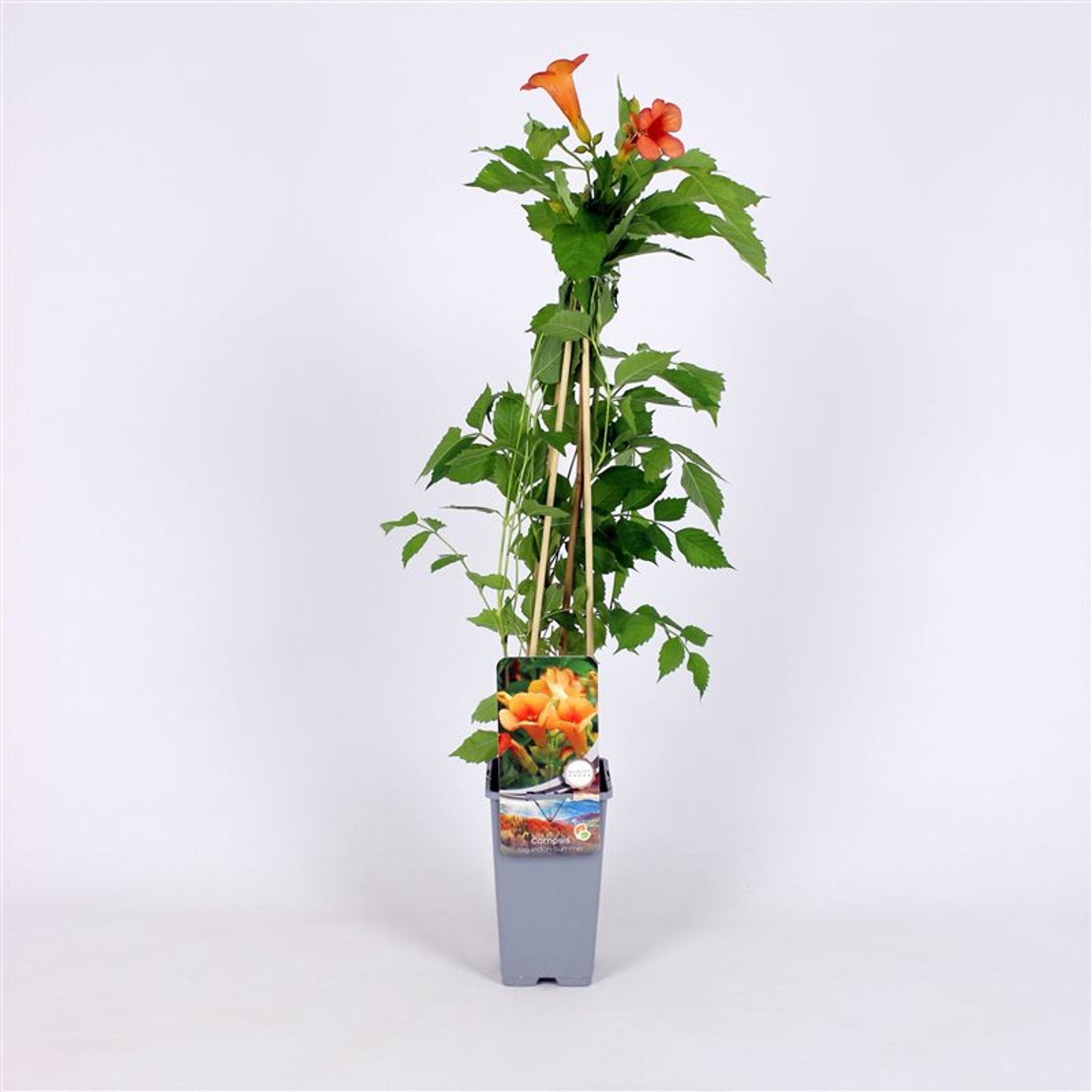 Campsis t. 'Indian Summer' - C2 70/+ CM
